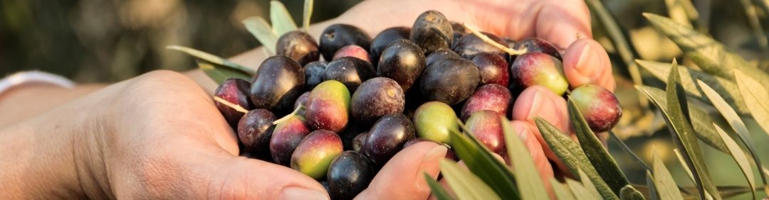 The best Attila olive harvesters and shakers on offer at AgriEuro