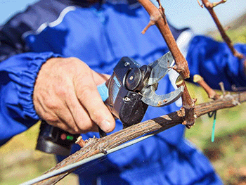 Electric Battery Powered Pruning Shears CAMPAGNOLA