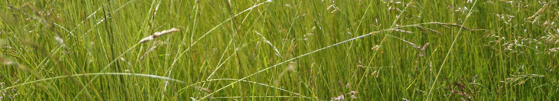 Mowing of tall or spontaneous grass