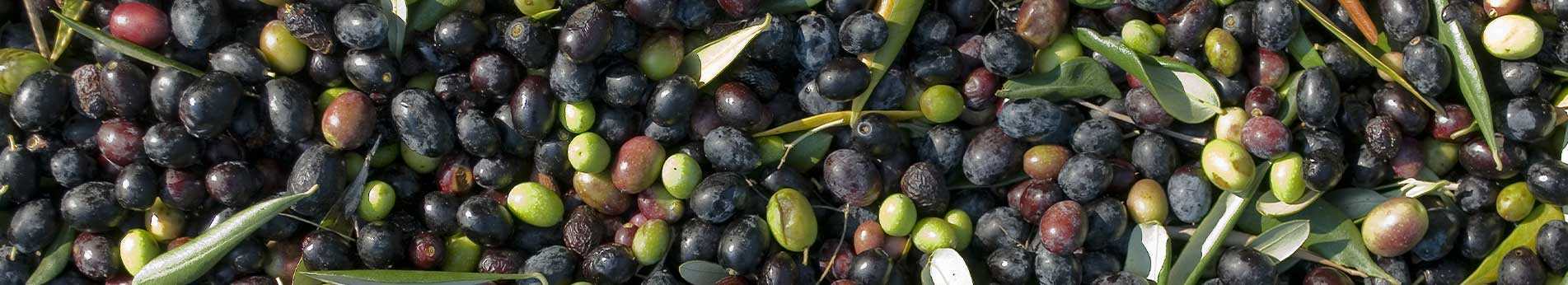 Olive harvesting 