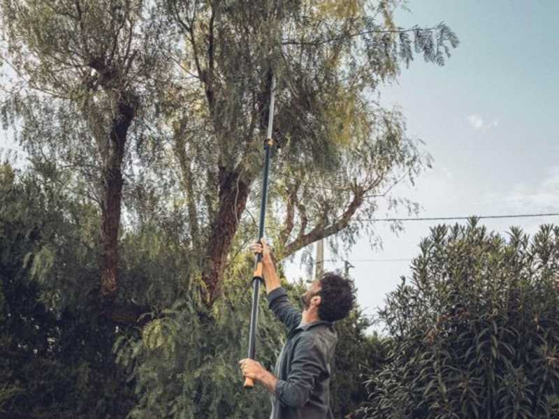 Professional tree sales pruner