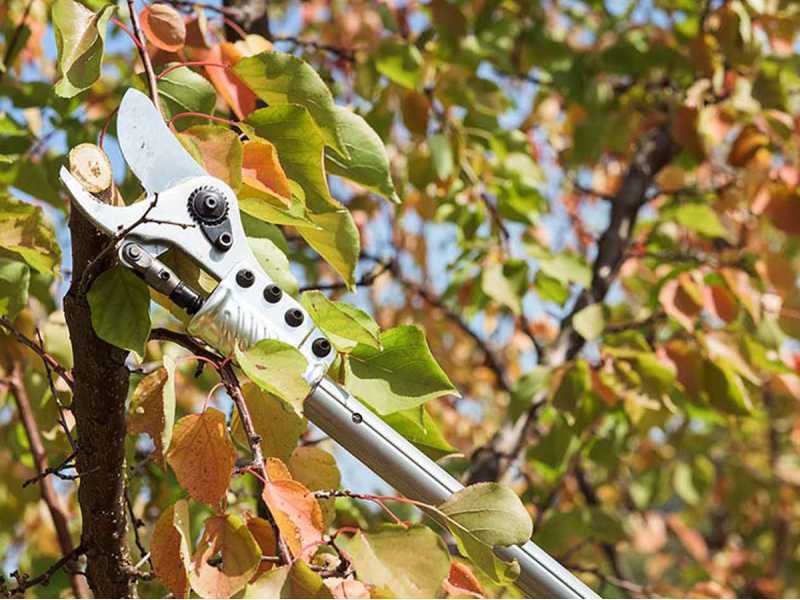 Campagnola Easy 150 Pruning Shears BATTERY NOT INCLUDED best deal on AgriEuro