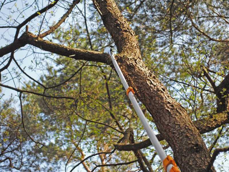 Cut best sale tree saw