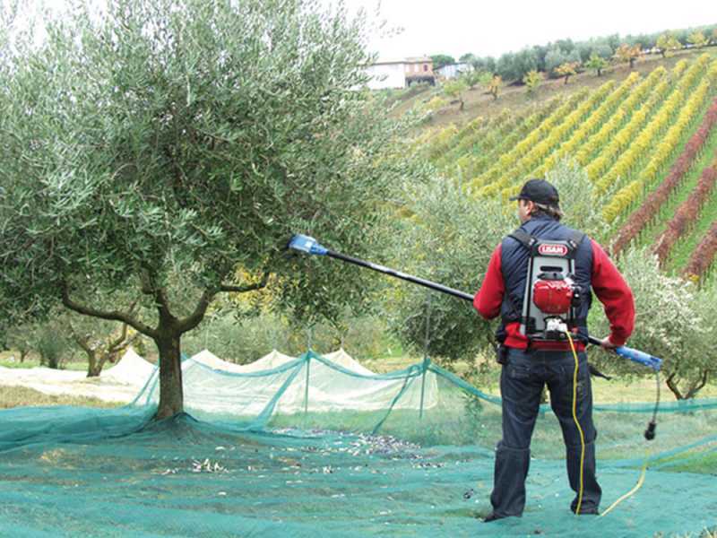 Electric Battery-powered Olive Harvester Lisam OLIWATT 2 - With 8 carbon prongs - Fixed Pole