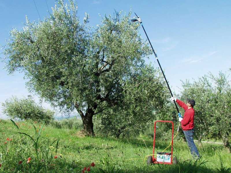 Lisam Oliwatt 2 Electric Battery-powered Olive Harvester - With Nylon prongs - 250-350 cm - Telescopic Pole
