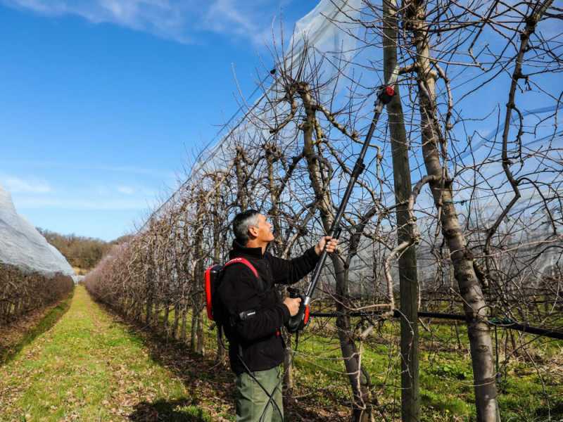 Infaco TR9 Battery-powered Pruner on 93 cm Extension Pole  - Backpack Battery Included