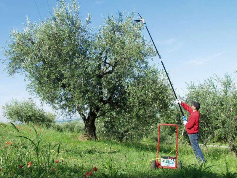 Lisam Oliwatt 2 Electric Battery-powered Olive Harvester - With Nylon prongs - Telescopic Pole