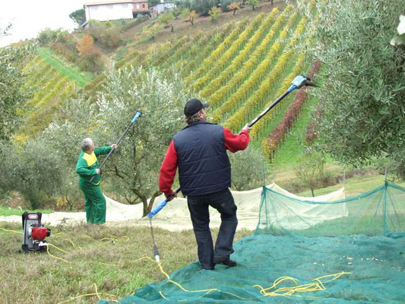 Lisam Oliwatt 2 Electric Battery-powered Olive Harvester - With Nylon prongs - Telescopic Pole