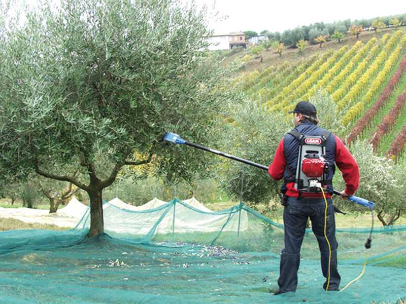 Electric Battery-powered Olive Harvester Lisam OLIWATT 2 - With 8 carbon prongs - 280 cm - Fixed Pole