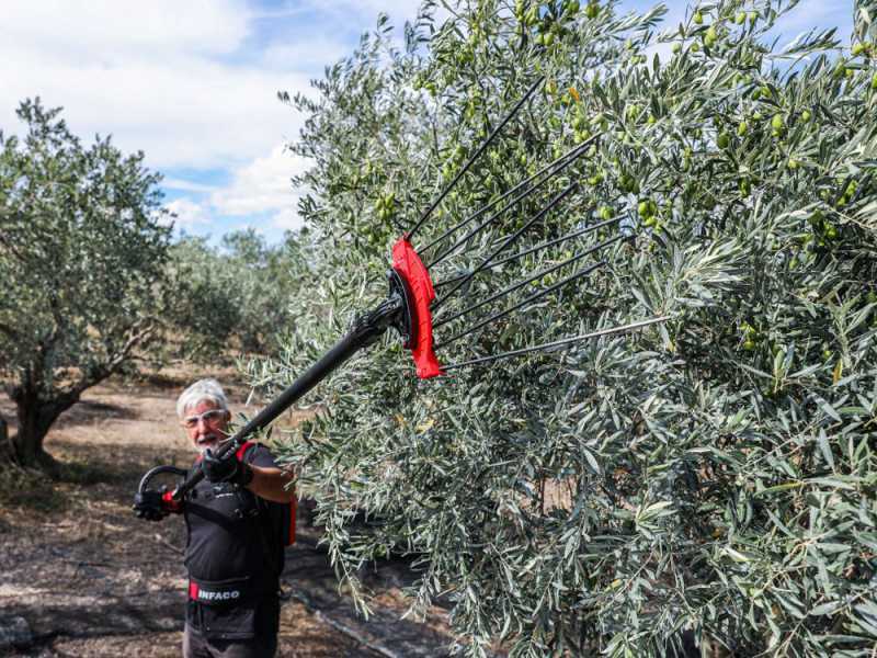 Infaco V5000P3AF - Battery-powered Olive Harvester on Fixed Pole - 48 V 17Ah