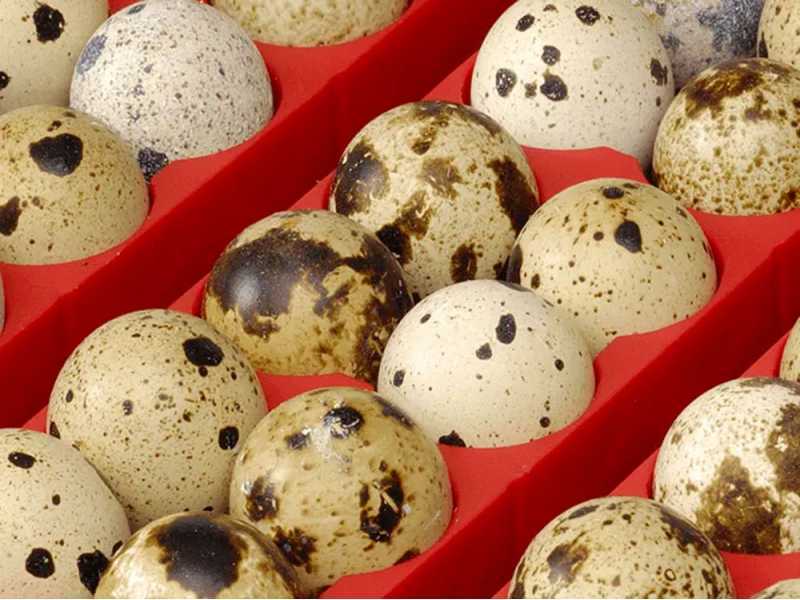 River Systems ET 12 BIOMASTER - Automatic egg incubator