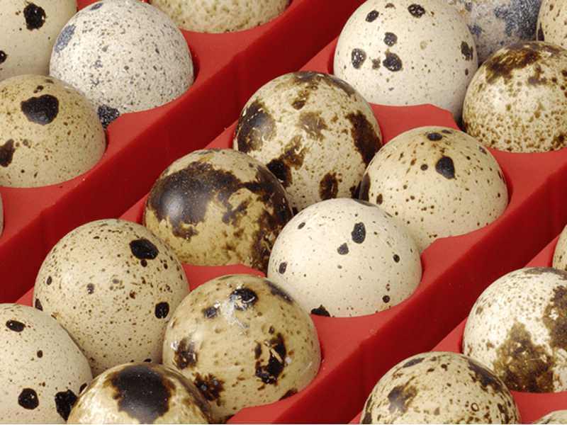 River Systems ET 49 BIOMASTER - Automatic Egg Incubator