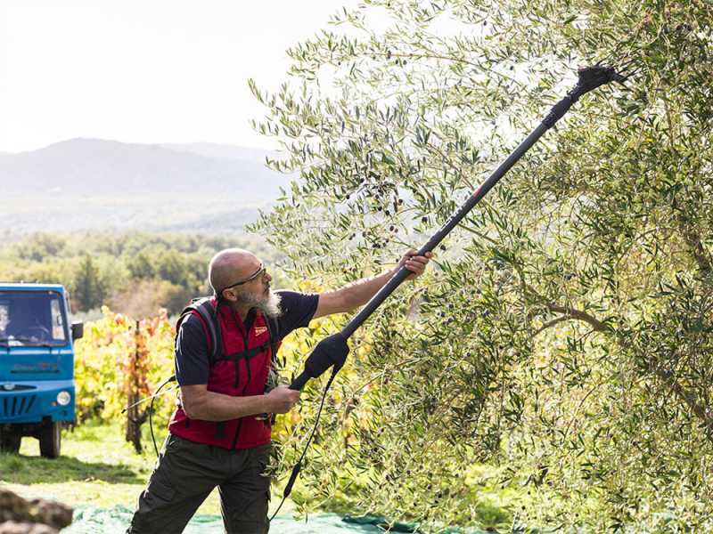 Brumi Ghibli 12V - Electric Battery-powered Olive Harvester - 235/315 cm Carbon Pole