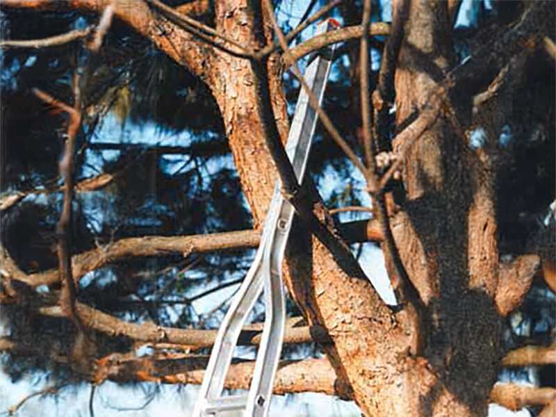 S8000 10/1 aluminium pruning ladder, 4 metres, 10 steps