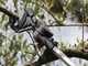 Archman Helium MT.2 - Professional Telescopic Pruning Shears - 170/270 cm pole - &Oslash; 35 mm