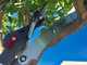 Archman Helium MT.2 - Professional Telescopic Pruning Shears - 170/270 cm pole - &Oslash; 35 mm
