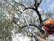 Archman Helium MT.2 - Professional Telescopic Pruning Shears - 170/270 cm pole - &Oslash; 35 mm