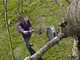 Gardena StarCut 160 plus - Long lopping shear on 160 cm extension pole - &Oslash; 32 mm
