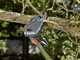 Gardena StarCut 160 plus - Long lopping shear on 160 cm extension pole - &Oslash; 32 mm
