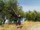 Stocker Art. 606 - Professional telescopic pruning shear - shaft 170/280 cm - &Oslash; 35 mm