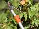 Stocker Art. 510 - Telescopic pruning shear 180-300 cm - swing cut - swivelling