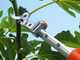 Stocker Art. 604 - Telescopic pruning shear 180-300 cm - handle and swivel head