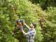 Black &amp; Decker BEHTS451-QS Electric Hedge Trimmer - 550 W Hedge Trimmer with 60 cm Bar
