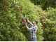 Black &amp; Decker BETHS301-QS Electric Hedge Trimmer - 500 W Hedge Trimmer with 55 cm Bar