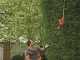 Black &amp; Decker PH5551-QS Electric Adjustable Hedge Trimmer on Telescopic Extension Pole