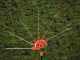 Black &amp; Decker PH5551-QS Electric Adjustable Hedge Trimmer on Telescopic Extension Pole