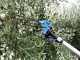Campagnola HERCULES 58V - 150-220 cm Aluminium Pole - Electric Battery-powered Olive Harvester