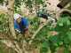 BOSCH UniversalChainPole 18 V Battery-powered Pruner on Telescopic Pole