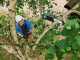 BOSCH UniversalChainPole 18V battery-powered pruner on telescopic pole - WITHOUT BATTERY
