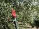 Castellari Olivance EP L V2 - Electric Battery-powered Olive Harvester - 200/300 Pole