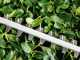 Bosch Universal Hedgecut 50 Electric Hedge Trimmer - 50cm Blade - 480W