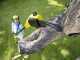 Karcher PSW 18-20 Battery-powered Pruner with Extension Pole - BATTERY AND BATTERY CHARGER NOT INCLUDED