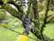 Karcher TLO 18-32 Battery-powered Pruning Shears - 18 V Battery