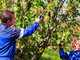 Campagnola Stark XL - Electric Pruning Shear on 230 cm Pole - 21.6V 2.5Ah - 3x 21.6V 2.5 Ah - 40mm Cutting diameter