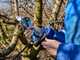Campagnola Stark XL - Electric Pruning Shear with Cable and Battery Holster Kit - 3x 21.6V 2.5 Ah - 40mm Cutting diameter