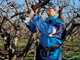 Campagnola Stark XL - Electric Pruning Shear with Cable and Battery Holster Kit - 3x 21.6V 2.5 Ah - 40mm Cutting diameter