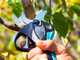 Campagnola Stark XL - Electric Pruning Shear with Cable and Battery Holster Kit - 3x 21.6V 2.5 Ah