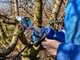 Campagnola Stark XL - Electric Pruning Shear with Cable and Battery Holster Kit - 3x 21.6V 2.5 Ah