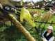 Ryobi RPP750S electric pruner on adjustable extension pole - 20 cm Oregon bar