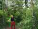 Heavy-duty Silky Hayauchi 2400 Pruning Saw on aluminium telescopic pole