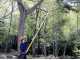 Heavy-duty Silky Hayate 5000 Pruning Saw on aluminium telescopic pole