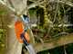 Bahco ATP 230-410-  Sawyer On Modular Extension Pole  - telescopic pole 230-410 cm - &Oslash; 32 mm - Sawyer