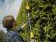STANLEY FATMAX V20 Battery-powered Electric Hedge Trimmer on Telescopic Pole - 18 V - 4Ah
