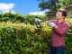 RYOBI 550W RHT5655RS electric hedge trimmer - 55cm blade - 26cm cut