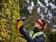 DEWALT DCMHT563P1-QW Battery-powered Electric Hedge Trimmer - 55 cm Blade - 18 V 5Ah Battery