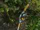 DeWalt DCMPS567P1-QW Telescopic Battery-powered Electric Pruner - 18 V - 5AH